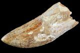 Bargain, Carcharodontosaurus Tooth - Serrated Blade #73076-1